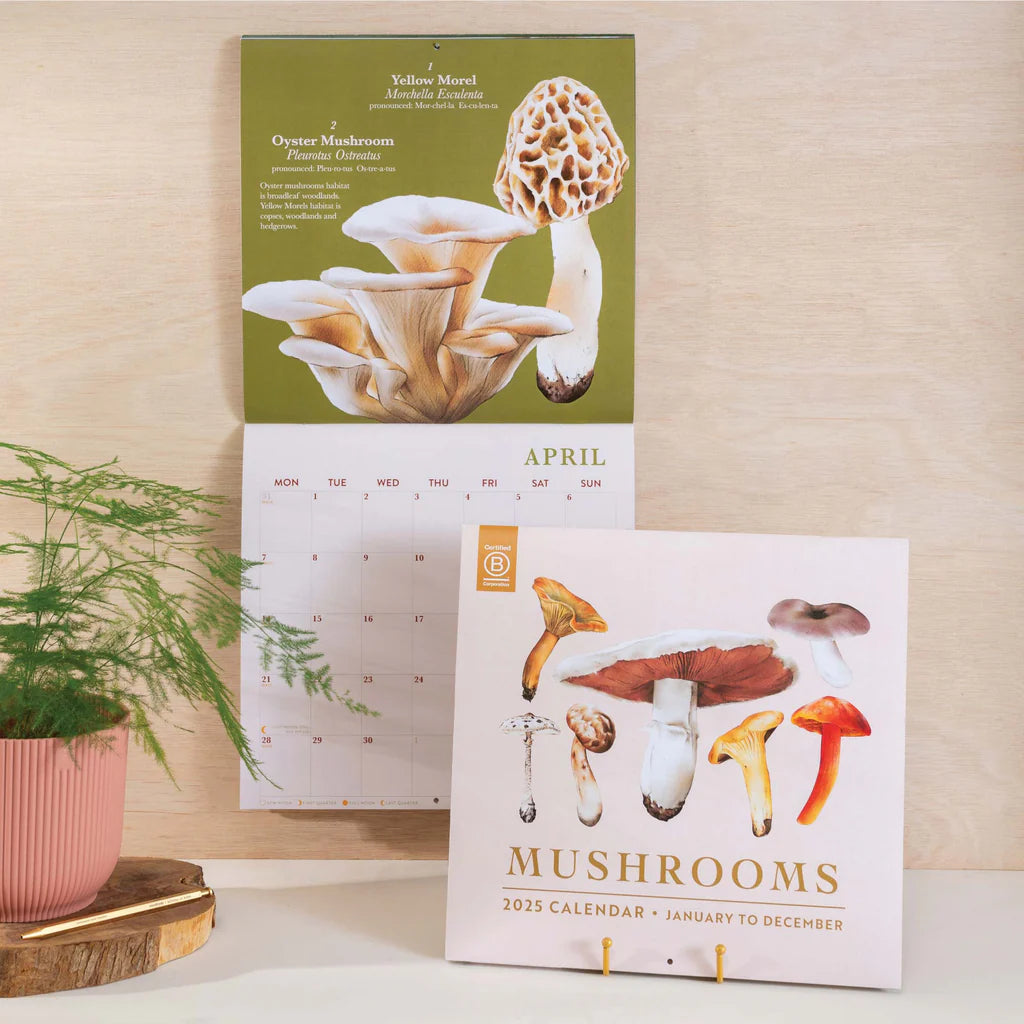 A mushroom-themed calendar set. A wall calendar features illustrations of yellow morel and oyster mushrooms with their scientific names and descriptions. A smaller desk calendar sits on a tray with illustrations of various mushrooms. Both calendars have the year 2025 and the word "mushrooms" printed on them.