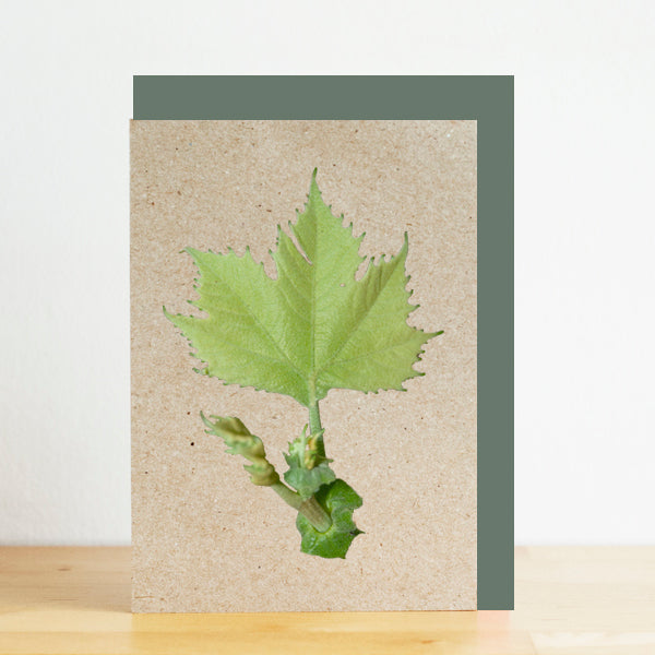 Green leaf on a textured card with a green border