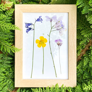 Pressed flowers in an ash frame