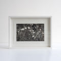Framed Richard Forster photograph of some daisies. White frame and white background. 