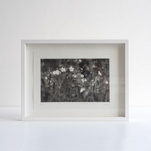 Framed Richard Forster photograph of some daisies. White frame and white background. 