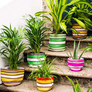 Series of plants on outdoor staircase, featuring striped plant pot covers