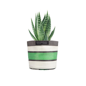 Cactus with green striped plant pot cover