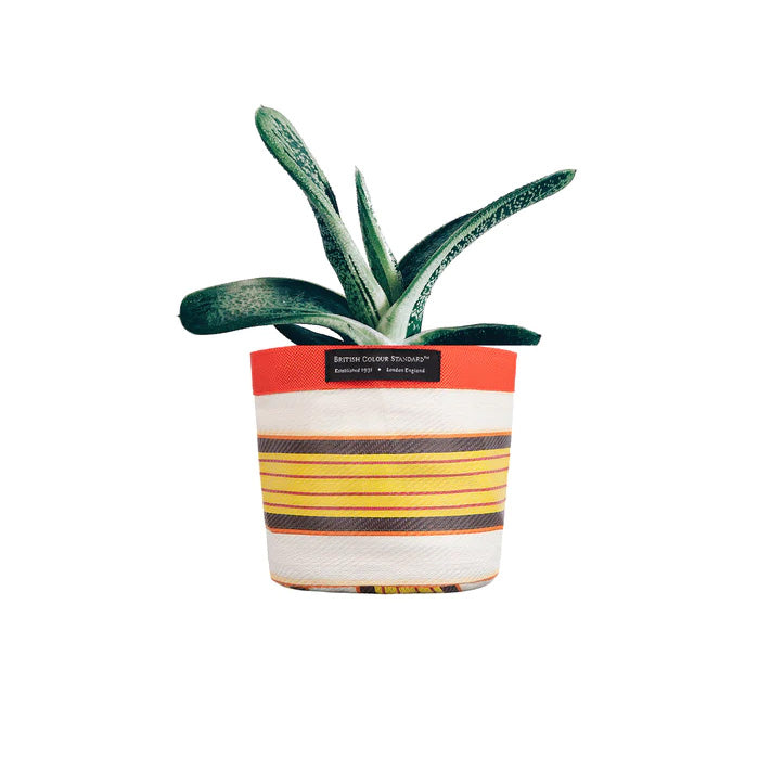 Cactus with striped plant pot cover