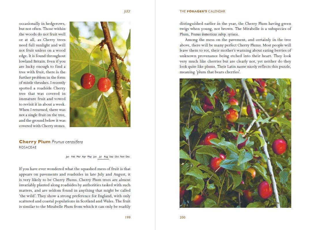 Inside spread of The Foragers Calendar
