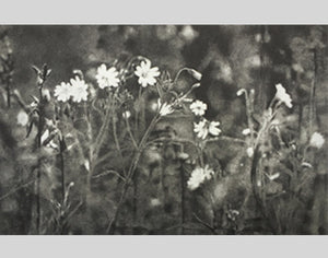 Black and white photograph of some dasies