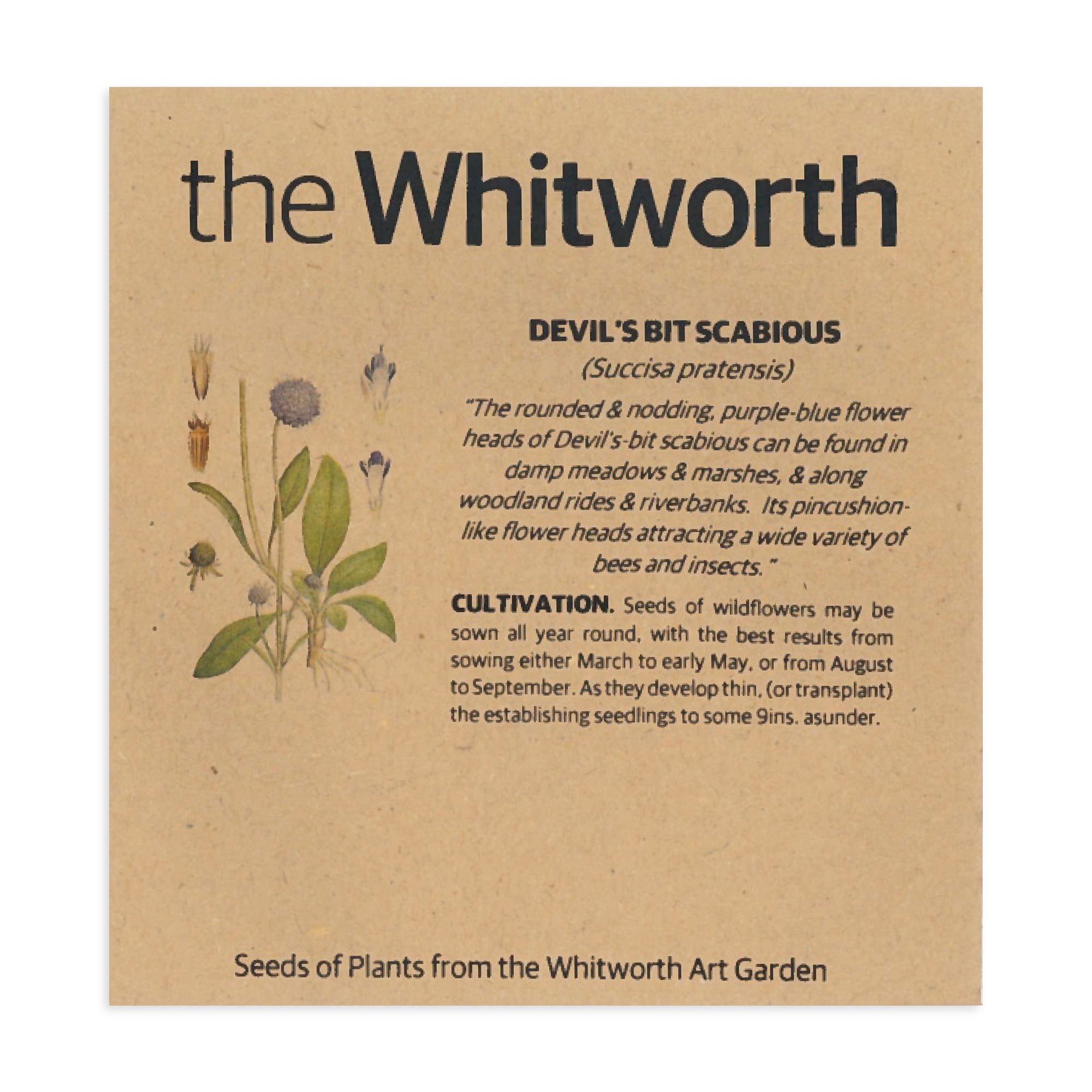 Whitworth Seeds - Devil's Bit Scabious