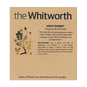 Whitworth Seeds - Great Burnet