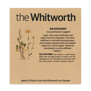 Whitworth Seeds - Ox Eye Daisy