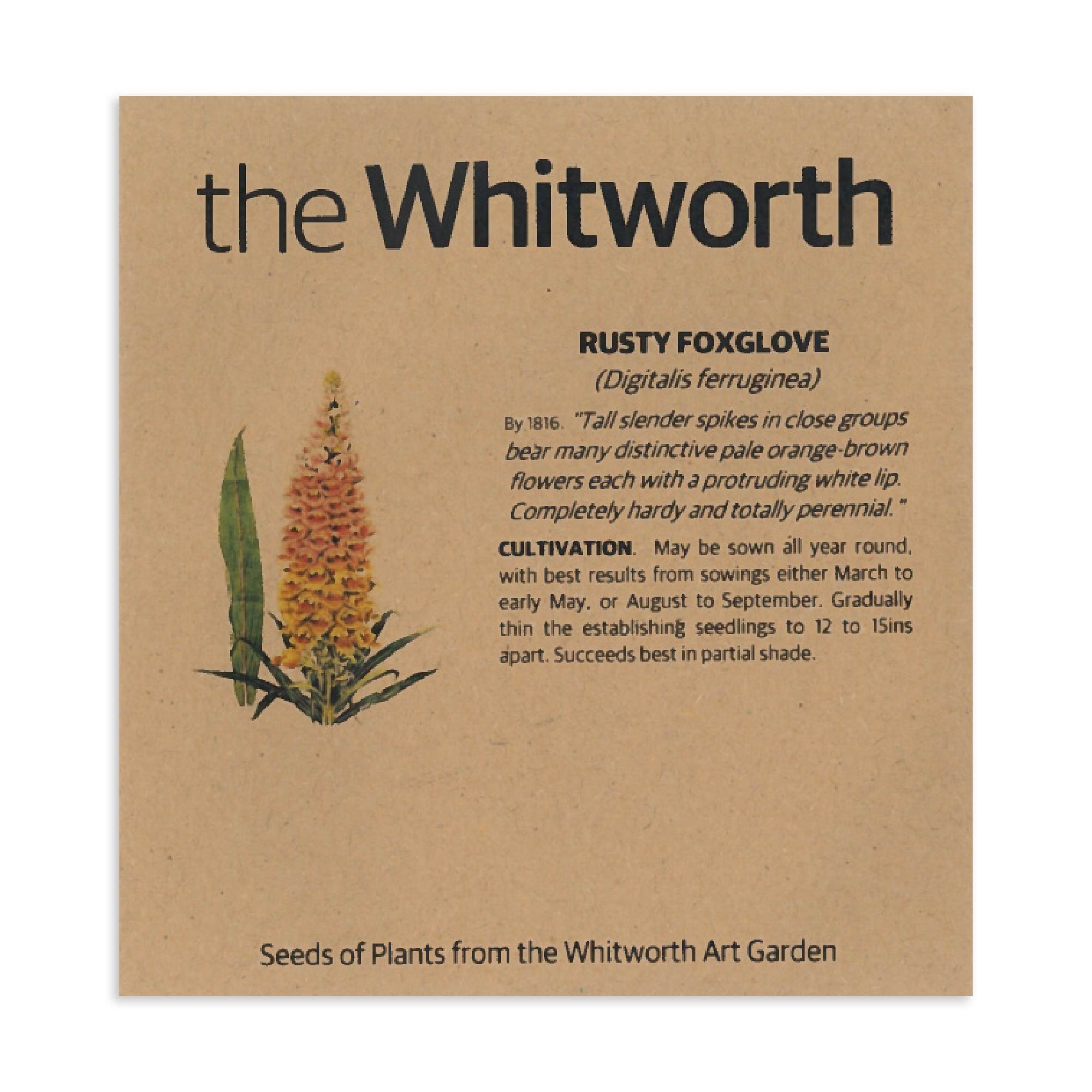 Whitworth Seeds - Rusty Foxglove